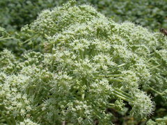 Angelica hirsutiflora