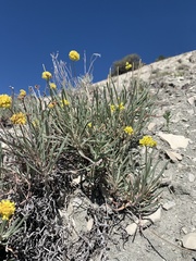 Eriogonum brevicaule