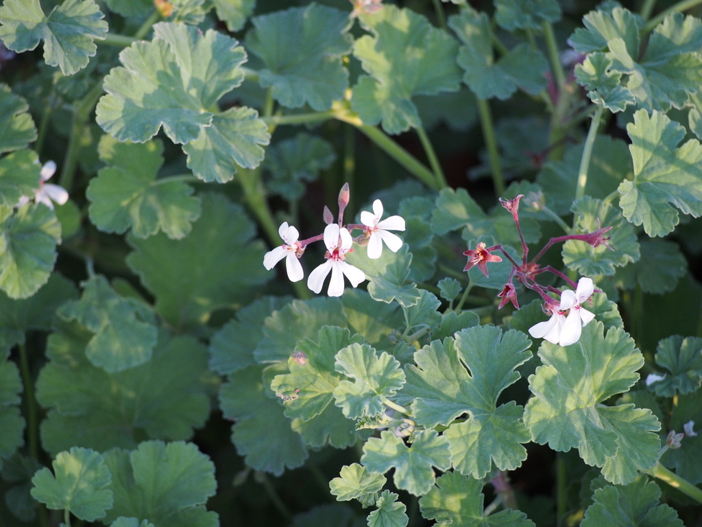 Nutmeg geranium