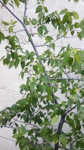 Celtis glabrata, photograph 2