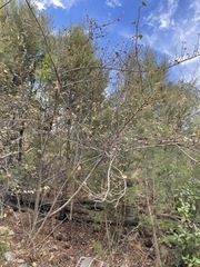 Fremontodendron mexicanum