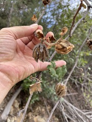 Fremontodendron mexicanum
