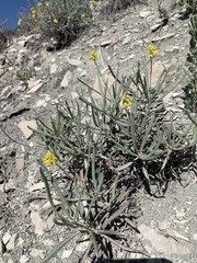 Eriogonum brevicaule
