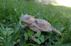 Phrynosoma braconnieri