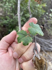 Fremontodendron mexicanum