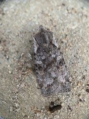 Lithophane antennata