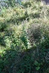 Artemisia stolonifera