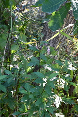 Artemisia stolonifera