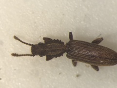 Oryzaephilus mercator