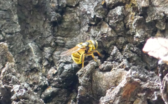 Callicera