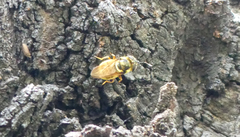 Callicera