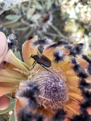 Trichostetha capensis oweni