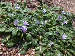 Ajuga pygmaea