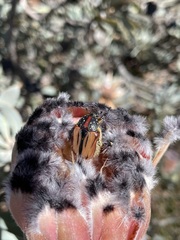 Trichostetha capensis oweni
