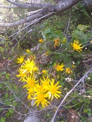Berkheya heterophylla radiata
