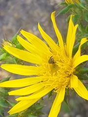 Berkheya heterophylla radiata