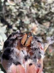 Trichostetha capensis oweni