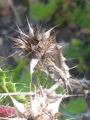 Berkheya heterophylla radiata