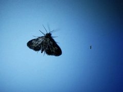Elophila tinealis