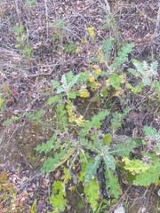 Berkheya heterophylla radiata