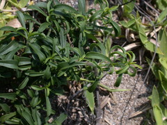 Silene fissipetala