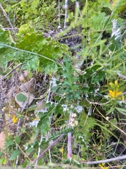 Berkheya heterophylla radiata