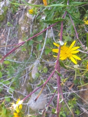 Berkheya heterophylla radiata