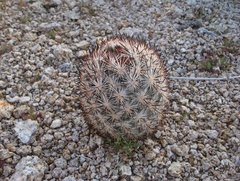 Escobaria alversonii