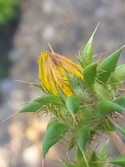 Berkheya heterophylla radiata