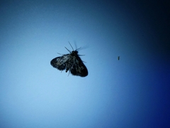 Elophila tinealis