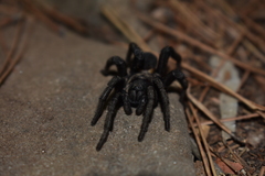 Amblyocarenum walckenaeri