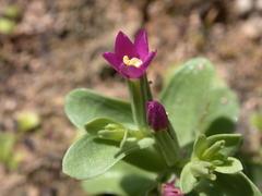 Centaurium japonicum