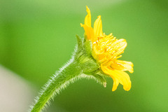 Tithonia thurberi