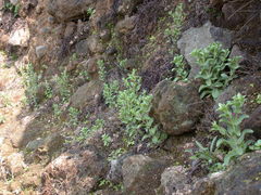 Centaurium japonicum
