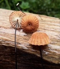 Marasmius ruforotula