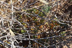 Tetragonia microptera