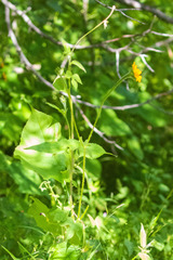 Tithonia thurberi