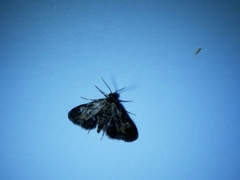Elophila tinealis