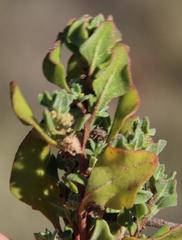Tetragonia microptera