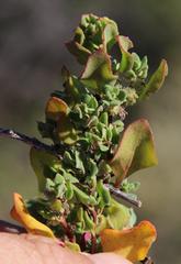 Tetragonia microptera