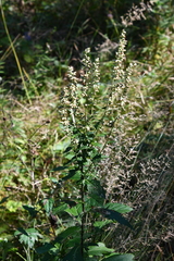Artemisia stolonifera