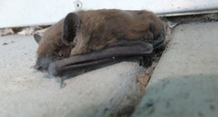 Nycticeius humeralis