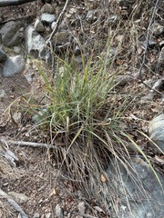 Carex spissa