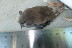 Nycticeius humeralis