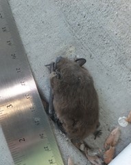 Nycticeius humeralis