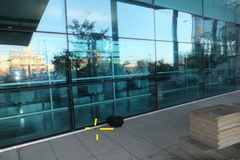 Nycticeius humeralis