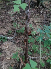 Bursera cinerea