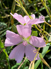 Larentia clavaria