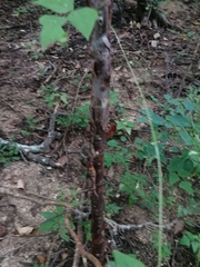Bursera cinerea