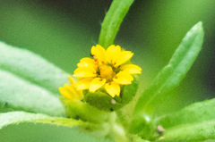 Melampodium strigosum